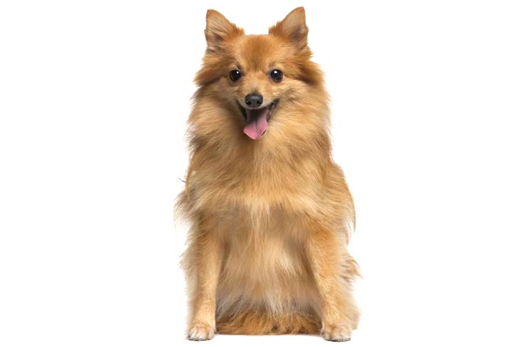 تصویر ژرمن اشپیتز (German Spitz)